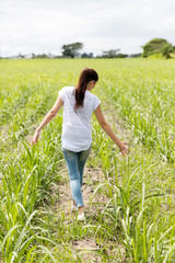 girl walking in the sugarcane field