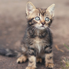 Fototapeta na wymiar brown stripes cute kitten sitting and looking 