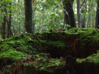 Fototapeta premium 苔むした切り株 屋久島