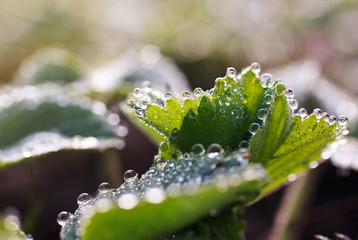 dew drops on green leaf