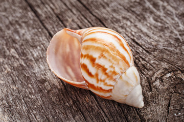 sea shell on wooden background