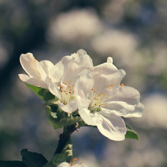 white flowers blooming on branch