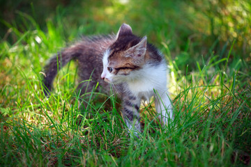 Naklejka na ściany i meble little cat playing on the grass