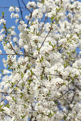 white flowers blooming on branch