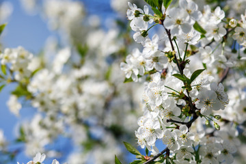 white flowers blooming on branch