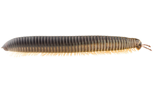 The Millipede Julida isolated on white background, lateral view.