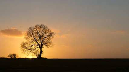 Fototapeta na wymiar Lonely Tree in the Sunset