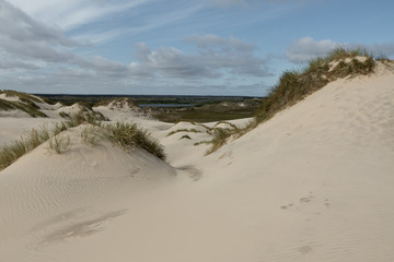 Lyme Grass In the Sand Dunes