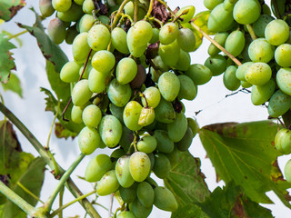 Green grapes.