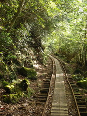 屋久島　トロッコ道