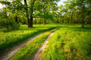 Road, path, way, lane in beautiful summer green forest