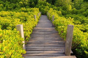 Wooden bridge and mangrove field. Boardwalk in Tung Prong Thong