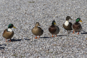 ducks on beach