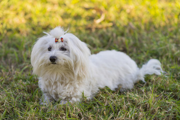 Maltese bichon.