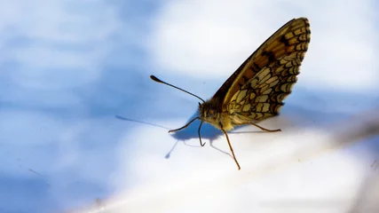 Fototapeten Lovely little butterfly © henryopzolder