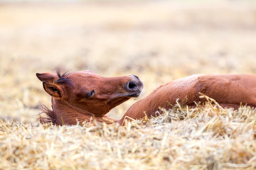 Bay foal lying on hay and sleep