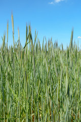 Wheat Field in Summer