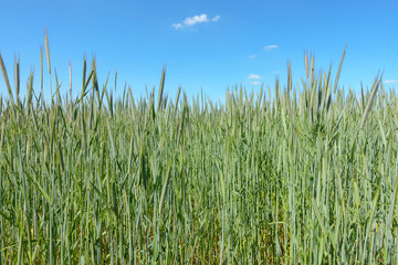Obraz premium Wheat Field in Summer