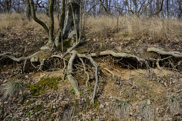 Root wood