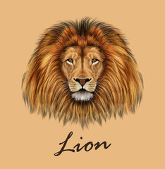 Naklejka premium African Lion Portrait