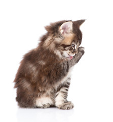 small maine coon cat washing itself. isolated on white backgroun