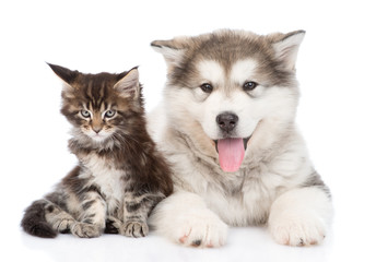 small alaskan malamute dog with little maine coon cat together.