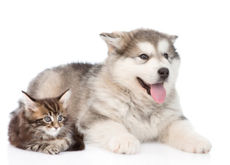 alaskan malamute dog with maine coon cat together. isolated on w