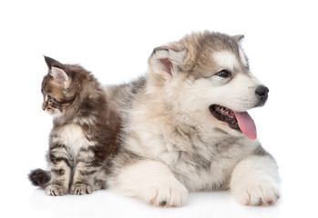 small maine coon cat and alaskan malamute dog look in different