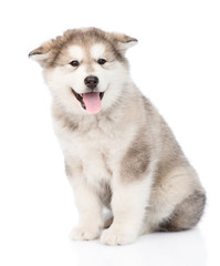 Portrait alaskan malamute puppy. isolated on white background