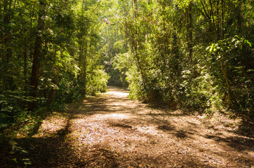 trilha sob o sol em um parque de São Paulo