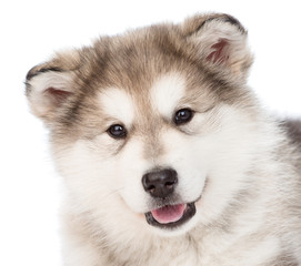 closeup portrait alaskan malamute puppy dog. isolated on white b