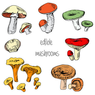 Set of hand drawn edible mushrooms
