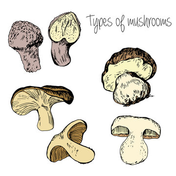 Hand drawn Types of mushrooms