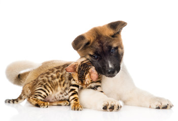 Obraz premium Japanese Akita inu puppy dog fawn with small bengal cat. isolat