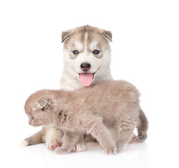 Small scottish cat and Siberian Husky puppy dog together. isolat