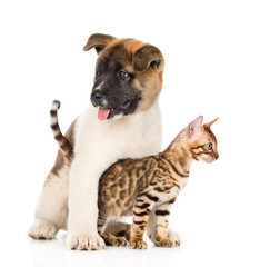 Obraz premium Japanese Akita inu puppy dog hugs little bengal cat. isolated on