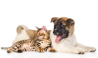Japanese Akita inu dog and bengal cat together. isolated on whit