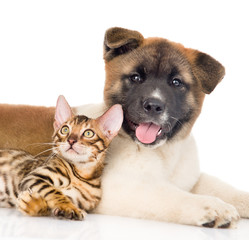 Funny japanese Akita inu puppy dog lying with small bengal cat.