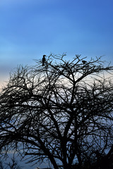 Namibia, Africa, silhouette