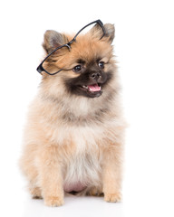 Obraz premium tiny spitz puppy with glasses. isolated on white background