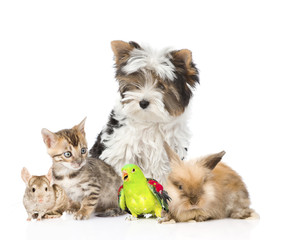 group of domestic animals and birds.  Isolated on white backgrou