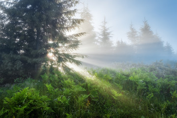 Carpathian Mountains. The rays of the rising sun streaming through the trees