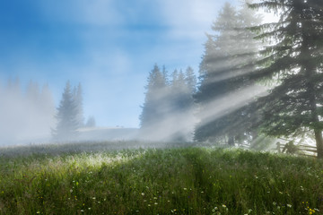 Carpathian Mountains. The rays of the rising sun streaming through the trees