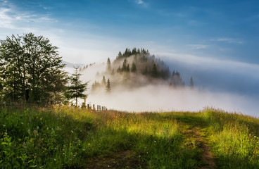 Carpathian Mountains. The road leading to the edge of the forest covered by fog