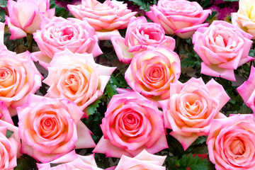 Pink roses background
