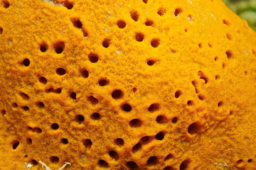 Close-up sea sponge Lissodendoryx colombiensis