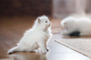  Ragdoll blue point kitten