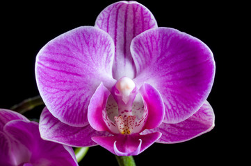 Purple magenta orchid on black background