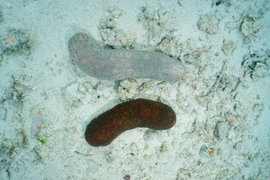 Marine life leopard sea cucumber Bohadschia argus