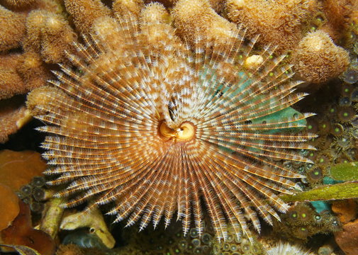 Marine worm feather duster Sabellastarte magnifica